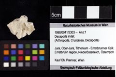 Foto (Objket + Etiketten) von Decapoda indet. 